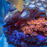 JEIGdtbwI6M-channel-avatar-Candy Coral Aquatics