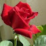 1rF3rS9ArRU-channel-avatar-زهرة المغربية