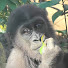WEoo8bhJ_jU-channel-avatar-Gorilla House