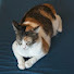 v2fcKr-6qa4-channel-avatar-Big Cat & Small Cat