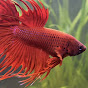 GuppyVoro Image Thumbnail