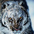 @lantis-zw8zz