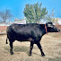 7alkjJ6tWsw-channel-avatar-Kalu (Arjun Kunger )
