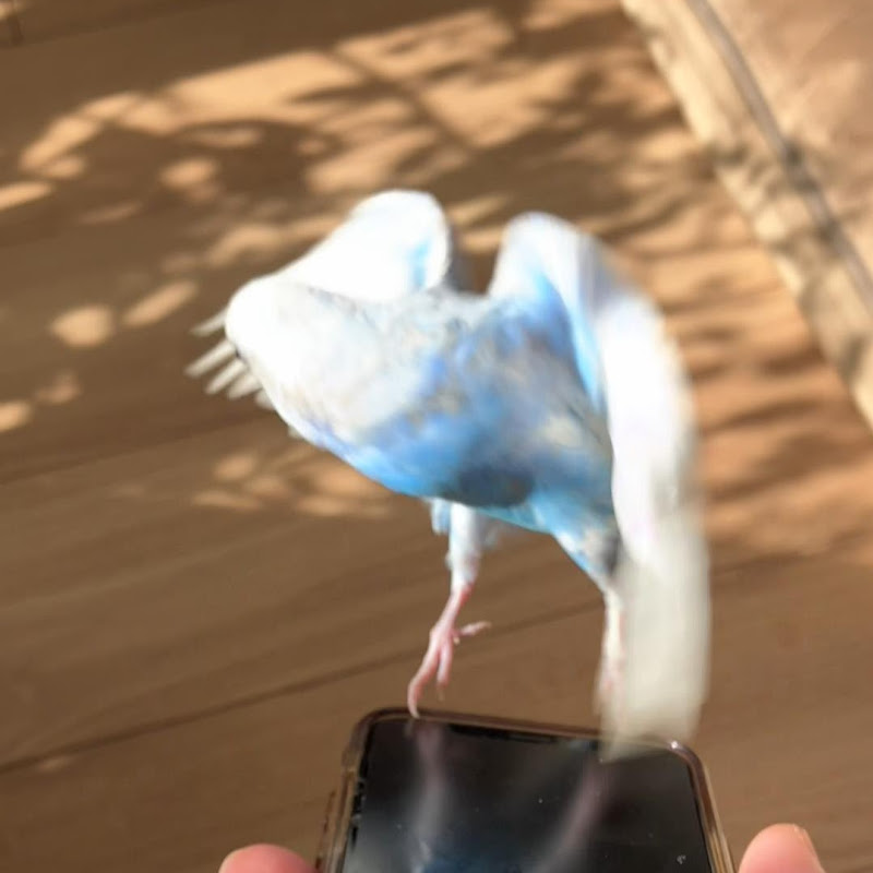 せいちゃんねる　インコとの暮らし