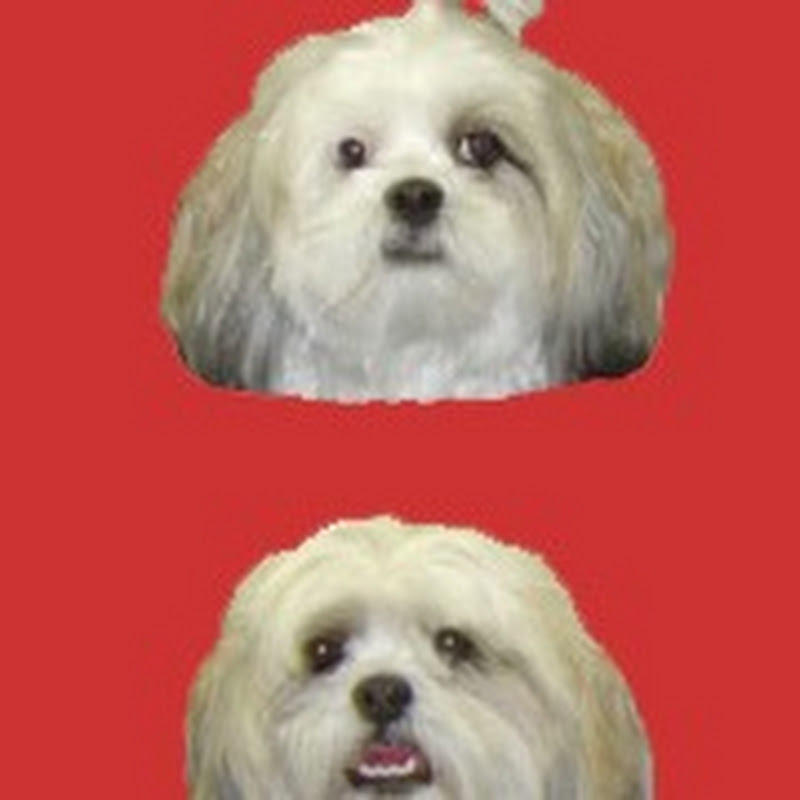 LIfe With Dogs & Puppies