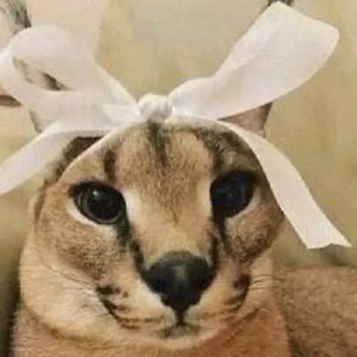 チャンネル画像