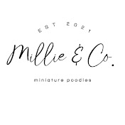 Millie & Co Miniature Poodles 