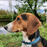 pgeu6aTlEyw-channel-avatar-Country Life Alb