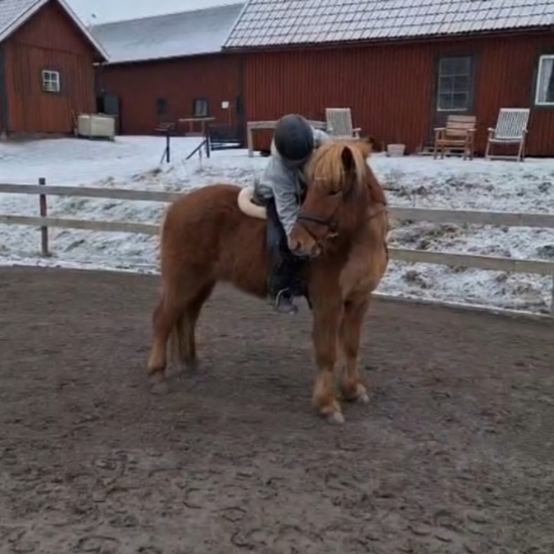 Maya and Aldar🐴