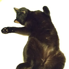 黒猫ドンペリアイコン画像
