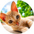 vxCaJUoJXtA-channel-avatar-The Kitten