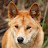 @DINGO_KS