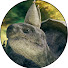 2ArxMt9A4rc-channel-avatar-Lore Turtle