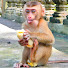 QAC2WbOZlek-channel-avatar-Sweetie monkeys Daily