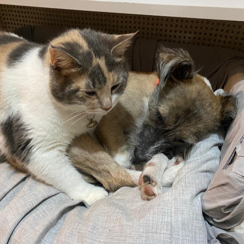 KEDİ VE KÖPEK SEVERLER KULUBU 