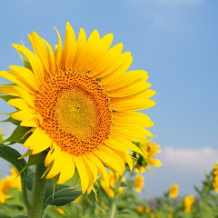 ひまわりの歌アイコン画像