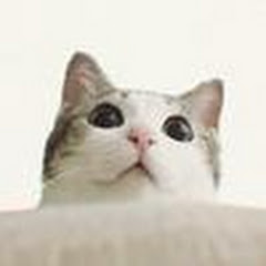 轮胎粑粑 - Cute Dog & Catアイコン画像