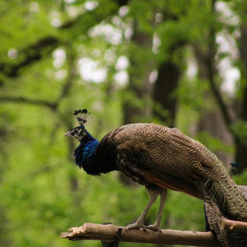 Hire Sayantan Basak Wildlife Hindi — Wildlife & Nature Documentaries (Animals) YouTube creator for sponsorships