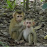 p2EPITKLHsU-channel-avatar-monkey JJ