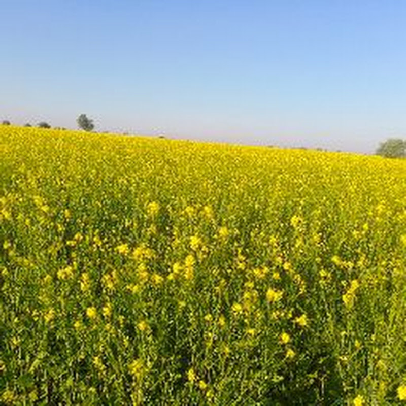 Growing wealth with us