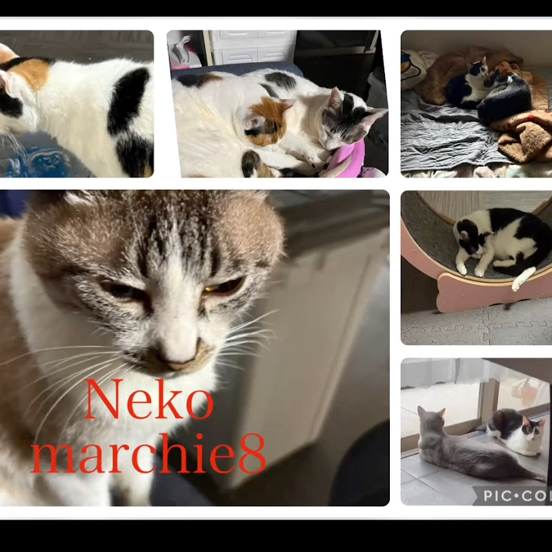 Neko marchie8 Cat′s home
