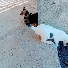 animliverment