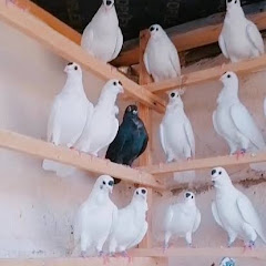 زيـــــاد طـارق
