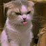 VLlxeIeKRwY-channel-avatar-Pet Comedy TV
