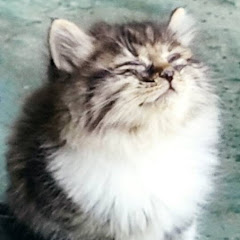 もったん／猫猫ふれあい日記アイコン画像