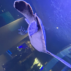 なぎーささんアイコン画像
