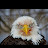 @Bloodeagle-k1m