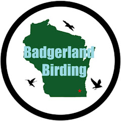 Badgerland Birding Avatar