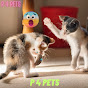 P 4 Pets logo