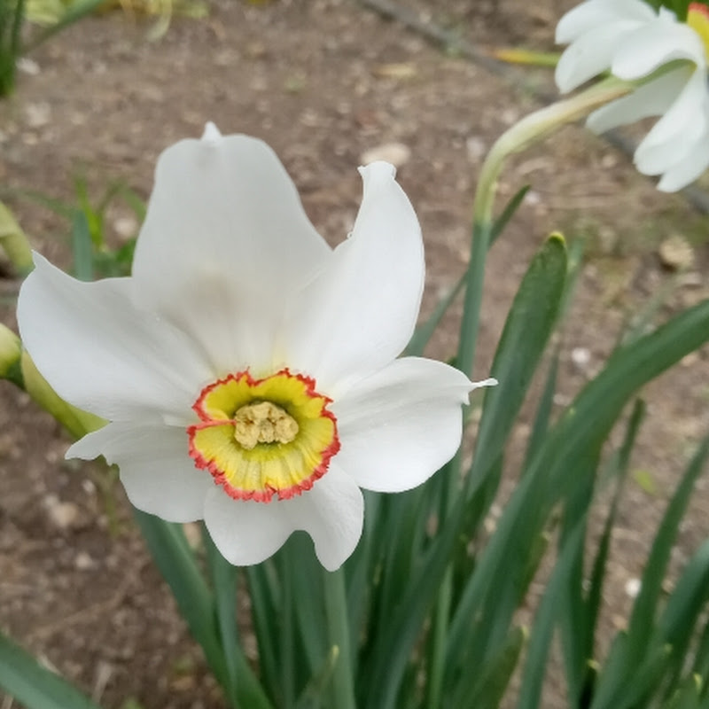Daffodils and Doxies