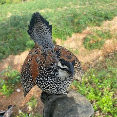 Đa Đa Gà Rừng Bình Thuậnの画像