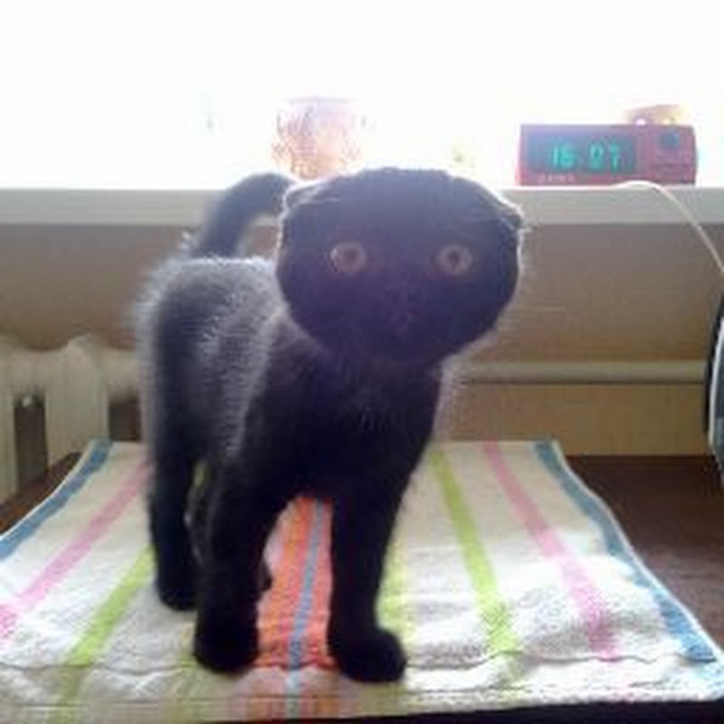 Изя из Израиля