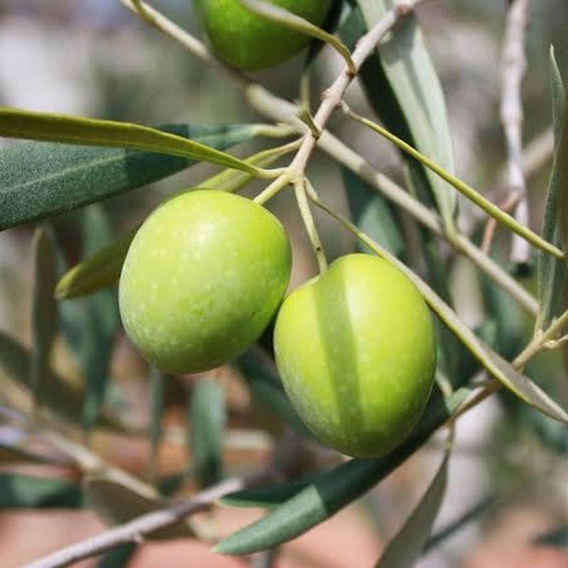 Saving Olive Trees