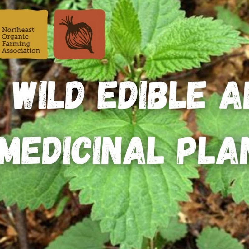 Edible & Medicinal Plant