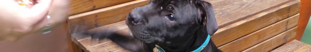 Niko Staffordshire Bull Terrier YouTube kanalı avatarı