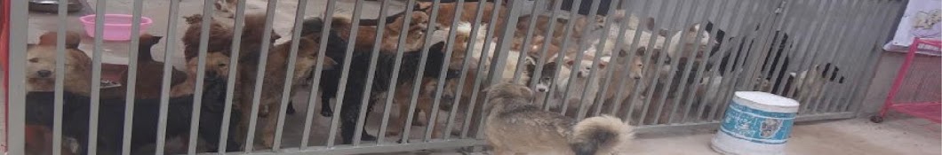 Bo Ai Animal Centre ইউটিউব চ্যানেল অ্যাভাটার