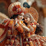 QzRayIs7_9U-channel-avatar-Radha Krishna vlogs 