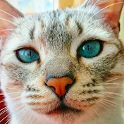 猫と家族の日常 Daily life of Japanese cats and families
