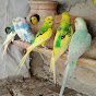Budgies & Parakeet logo