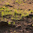 @staup-t7n