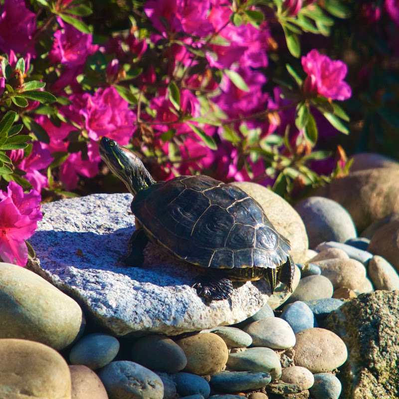 Mother of Turtles
