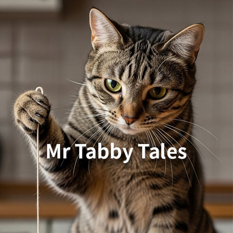 Mr Tabby Tales