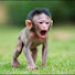 SSc34IDPYzg-channel-avatar-MR TOP ANIMAL 