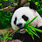 @blackpanda7612