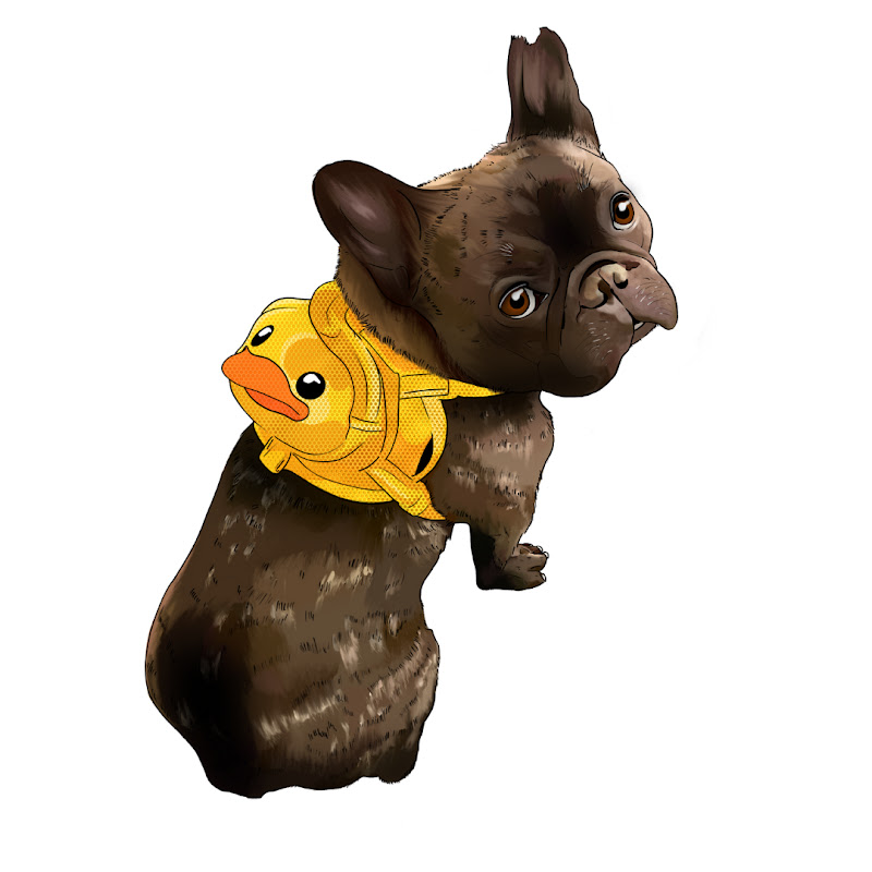 Bruno the French Bulldog