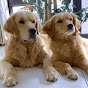 Golden Retriever Gluttony